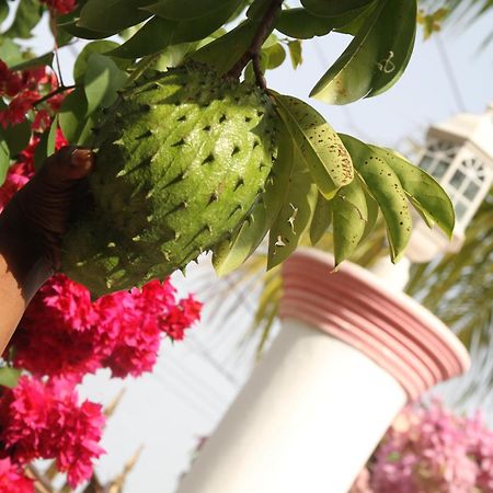 Sweetsop Jamaica Villa And Tours 몬테고 베이 외부 사진