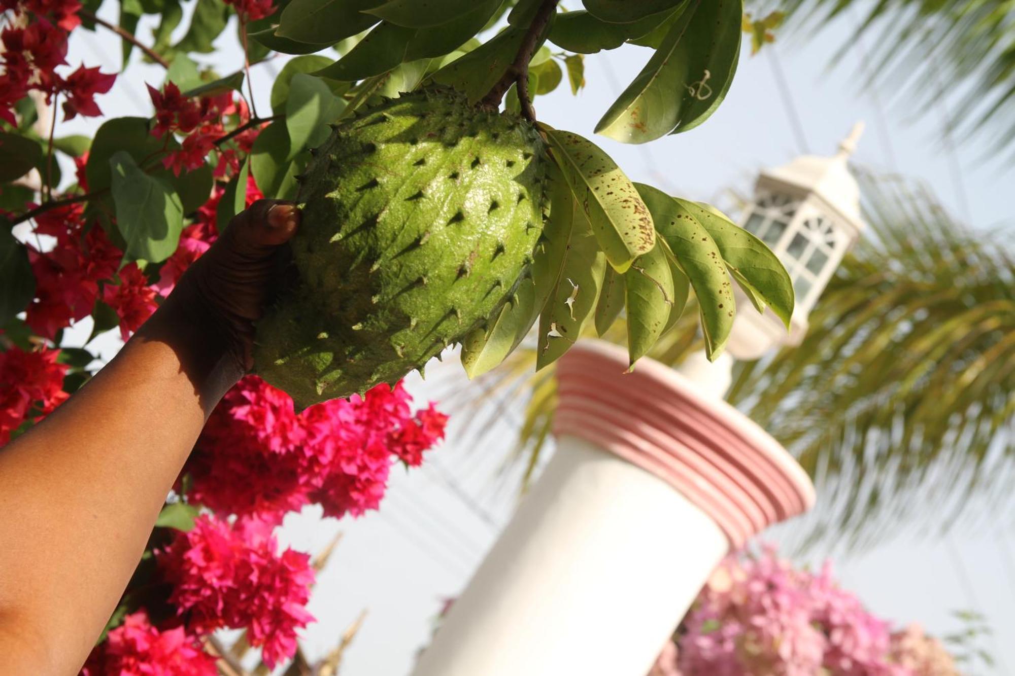 Sweetsop Jamaica Villa And Tours 몬테고 베이 외부 사진