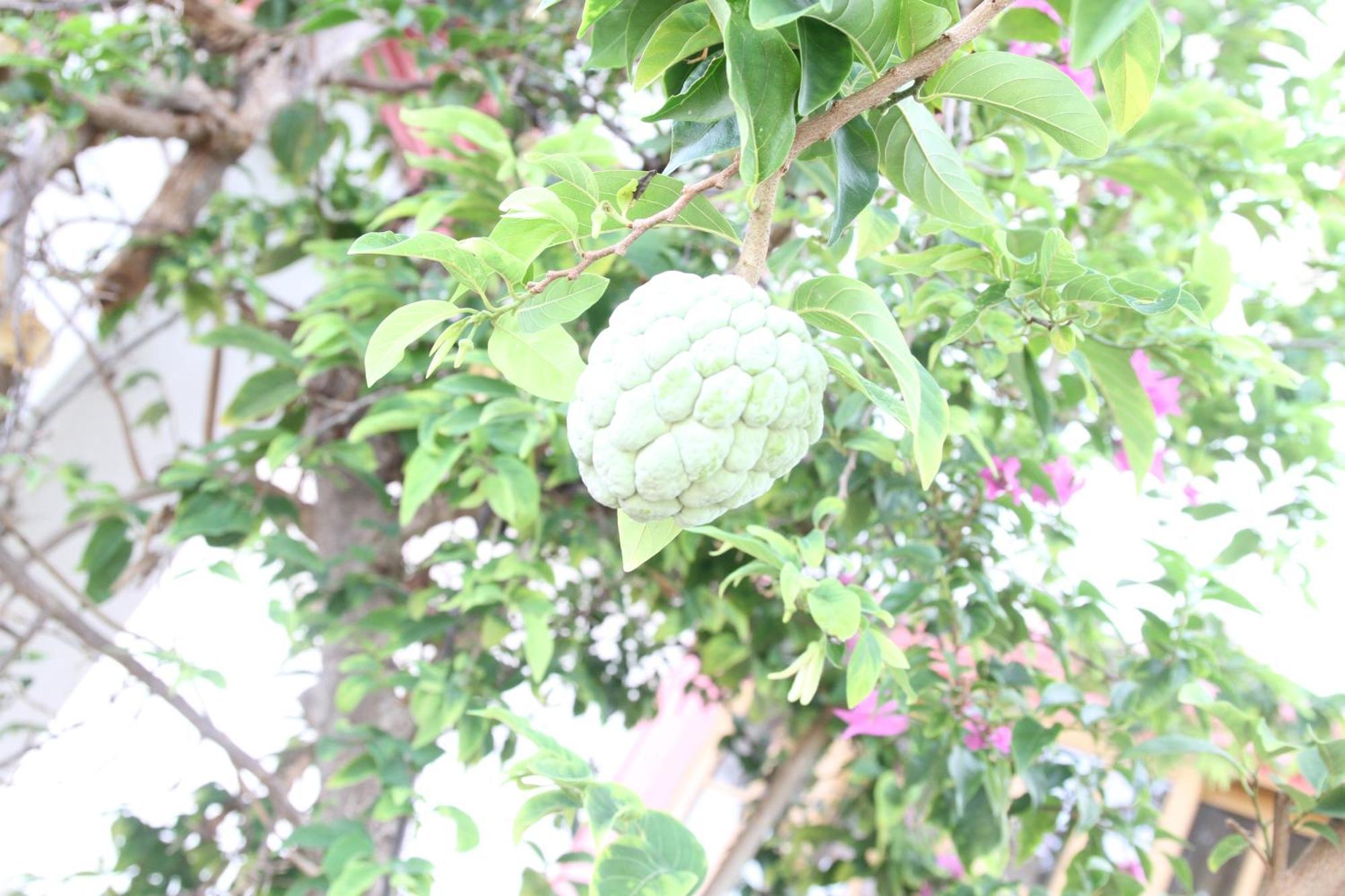 Sweetsop Jamaica Villa And Tours 몬테고 베이 외부 사진